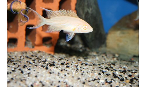 Neolamprologus daffodil albino
